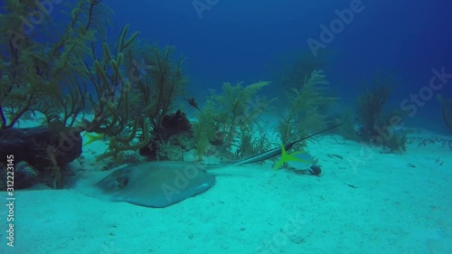 Stingray feeding in Bahamas