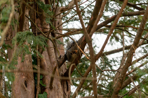 Eichhörnchen sitzt auf Baum und isst 