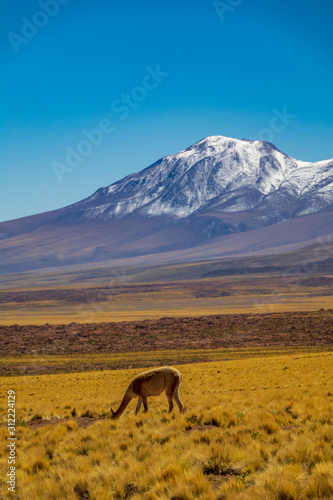 Vicugna vicugna with snow covered volcano peaks