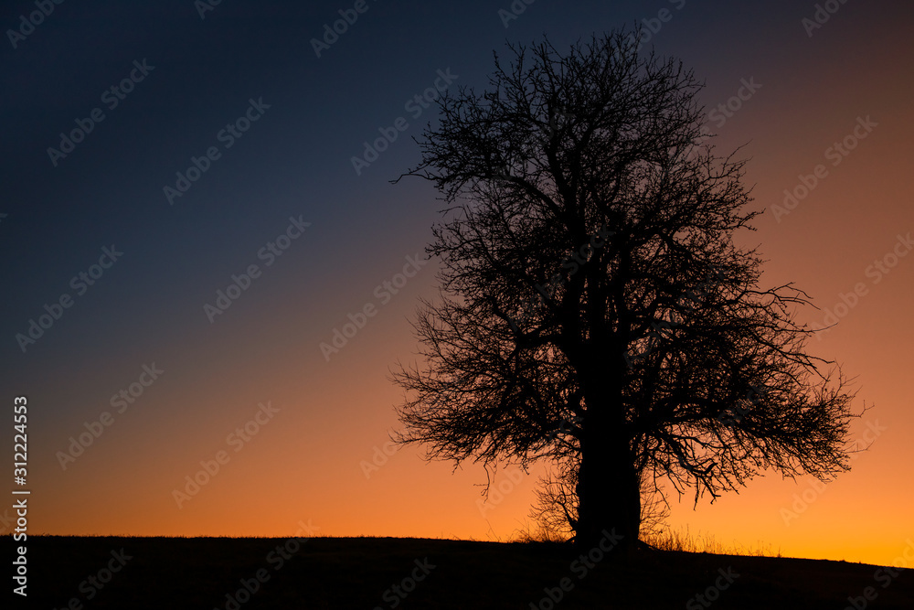 alleinstehender Baum gegen stimmungsvollen Nachthimmel alleinstehender Baum gegen stimmungsvollen Nachthimmel
