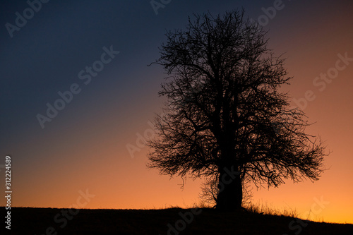 alleinstehender Baum gegen stimmungsvollen Nachthimmel