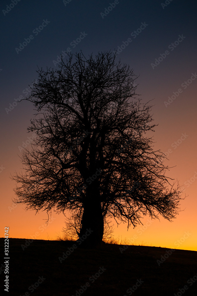 alleinstehender Baum gegen stimmungsvollen Nachthimmel alleinstehender Baum gegen stimmungsvollen Nachthimmel