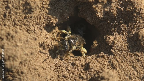 Young honey bee, hatching from an egg, peeps out of hole in ground where eggs are laid. Macro view of insects in wildlife photo