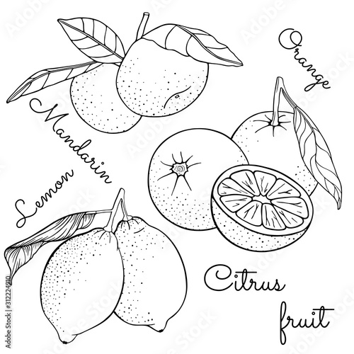 Set of citrus fruits with leaves on a branch. Lemon, mandarin, oranges, tangerine, clementine. Slice, plant leaves. Vector illustration Isolated on white background. Hand drawn. Coloring book page.