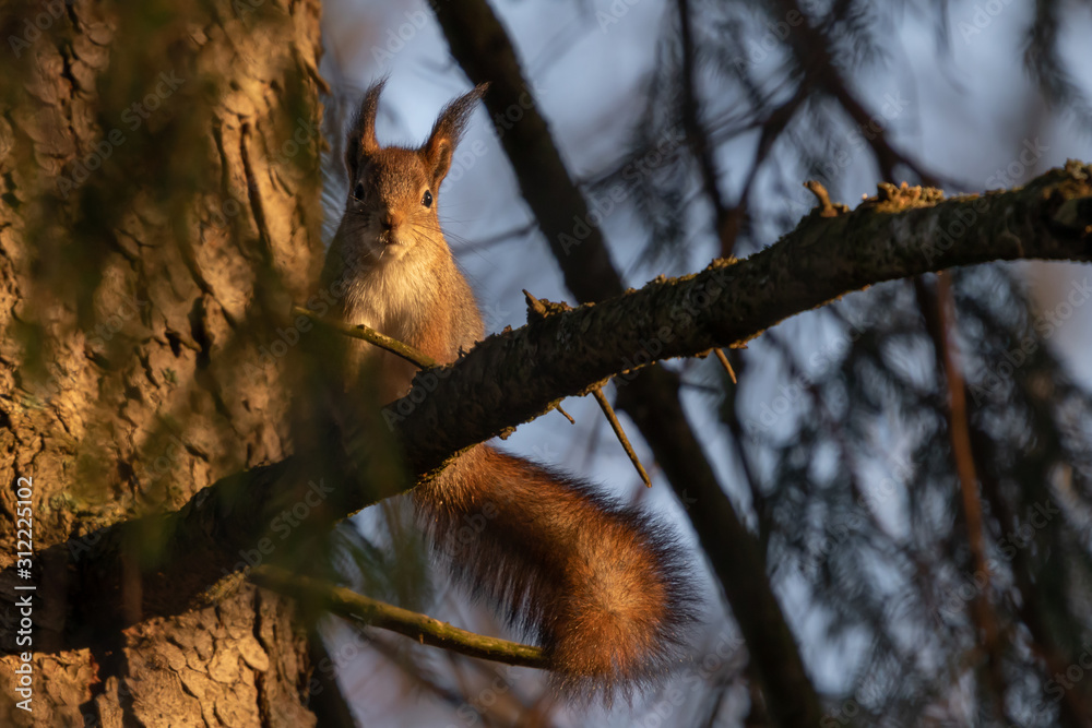 Eye contact with a curious squirrel.