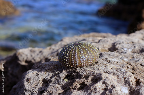 Esqueleto de erizo de mar