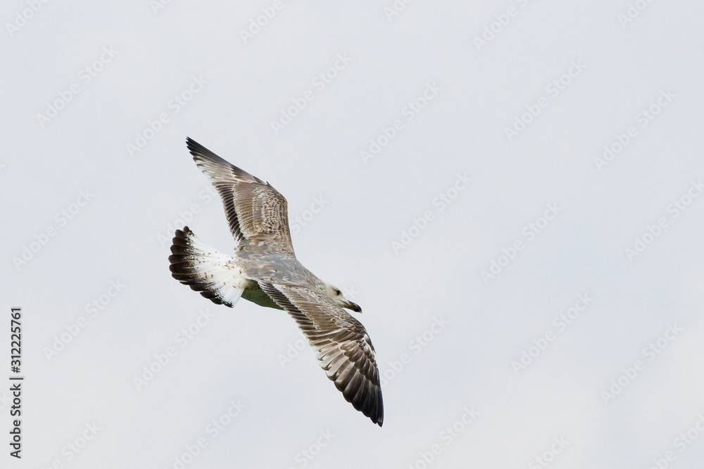Gull in flight , young bird. The European herring gull Larus argentatus is a large gull, up to 26 in long. Gull in flight , young bird. The European herring gull Larus argentatus is a large gull, up to 26 in long.