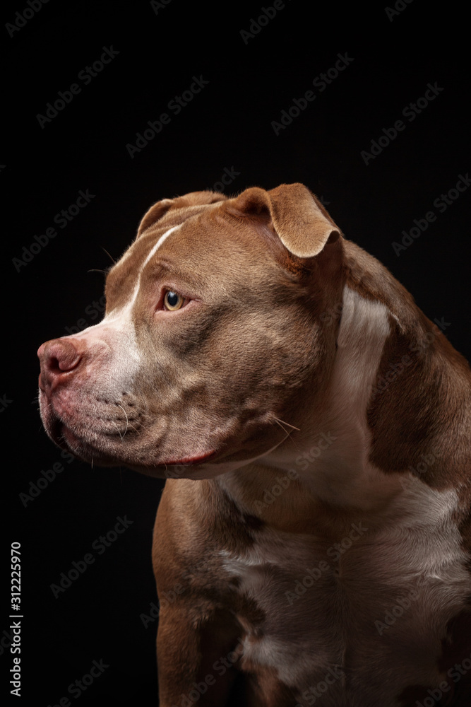 American pit bull terrier. Puppy. Dark background American pit bull terrier. Puppy. Dark background