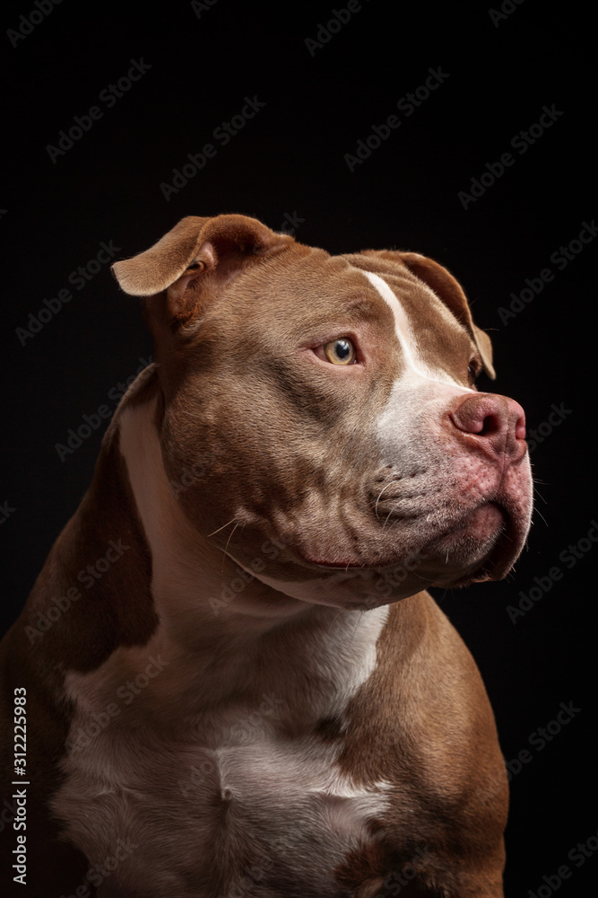 American pit bull terrier. Puppy. Dark background