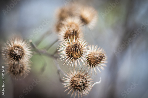 closeup of a plant