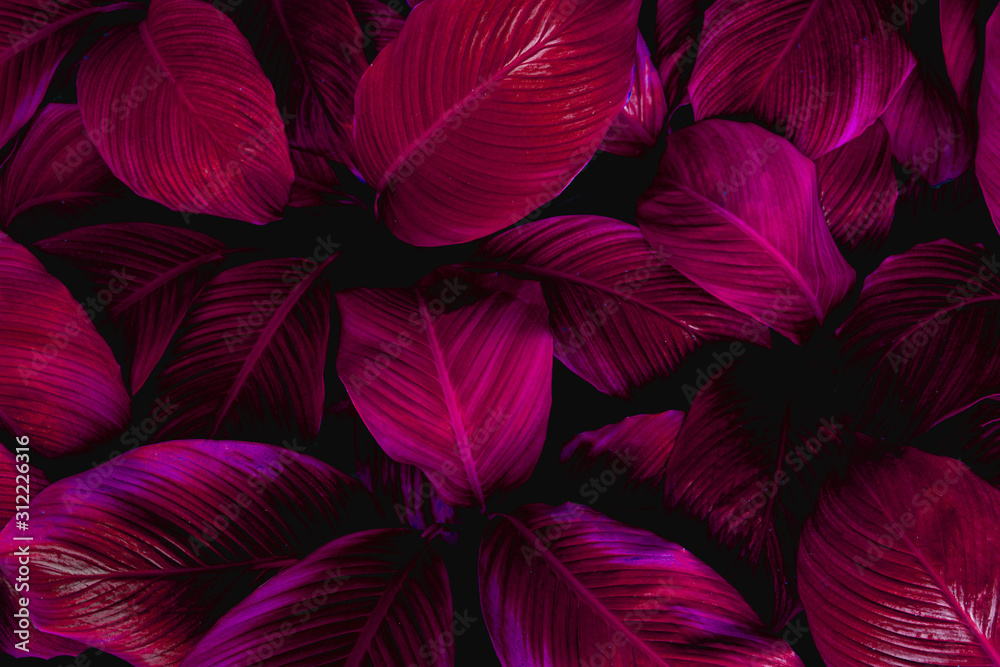 leaves of Spathiphyllum cannifolium, abstract colorful texture, nature background, tropical leaf