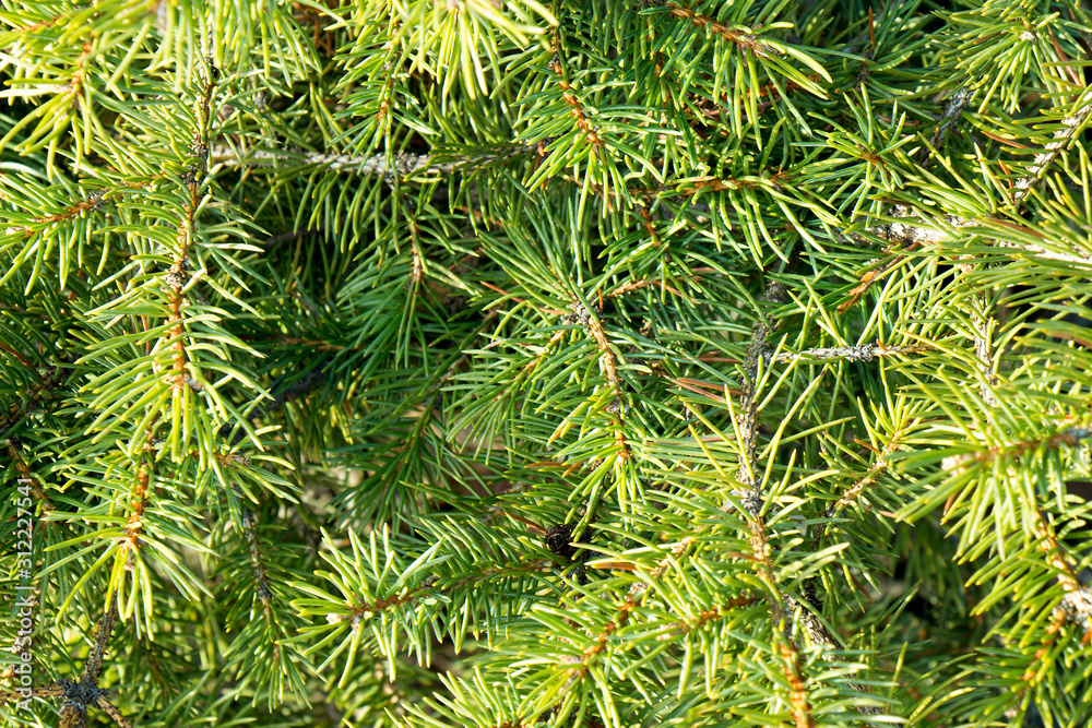 Brightly green prickly branches of a fur-tree or pine Brightly green prickly branches of a fur-tree or pine