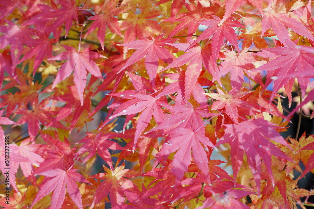 日本の東京都にある六義園という日本庭園の紅葉 日本の東京都にある六義園という日本庭園の紅葉