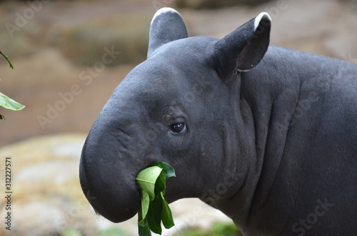 Tapir