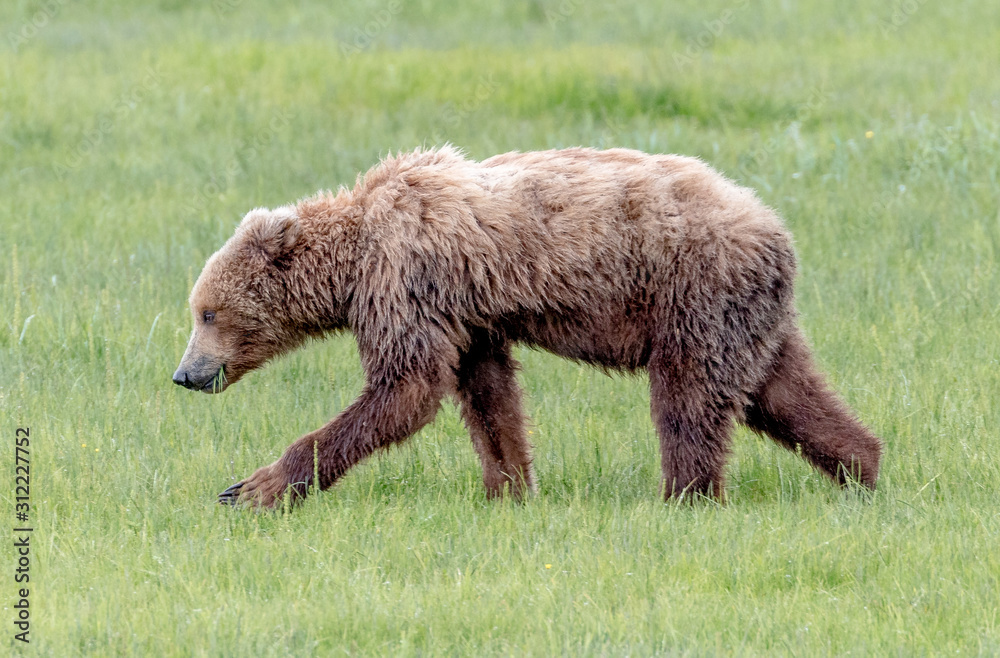 Alaska Brown Bear; Brown Bear; Alaska; Grizzly bear; Lake Clark