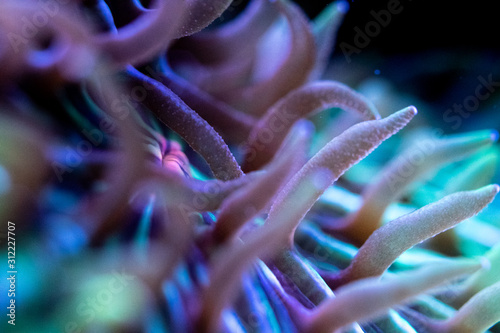 Photography Alien Creature