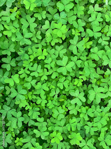 Green clover surface, close-up from above. Field of Bermuda buttercup, Oxalis pes-caprae, with heart-shaped leaves, a flowering plant and evergreen in the wood sorrel familiy. Photo. photo