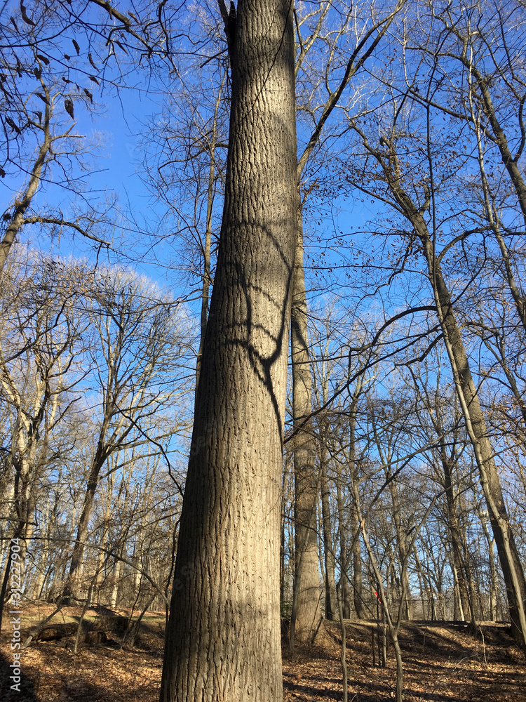 Fototapeta premium trees and sky in winter woods