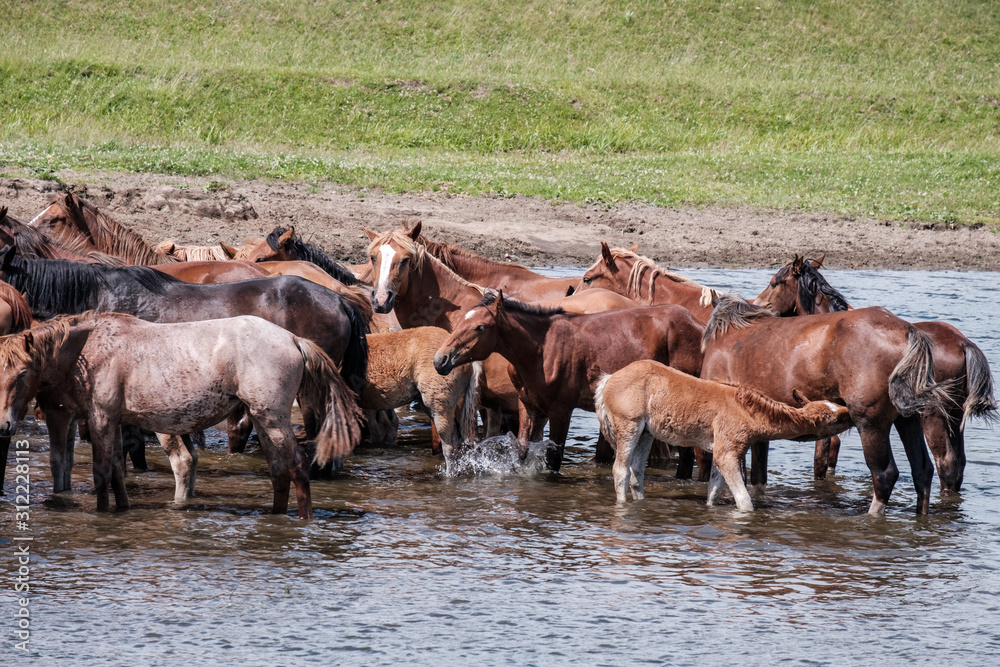 big horses and foals in the water at the watering hole big horses and foals in the water at the watering hole