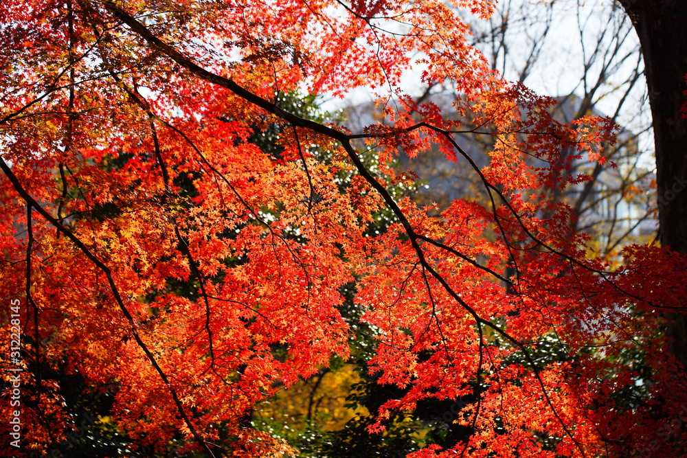 日本の東京都にある六義園という日本庭園の紅葉