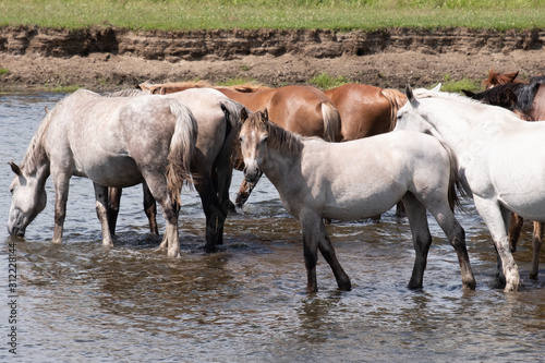 light horses in the river on a hot day drink water