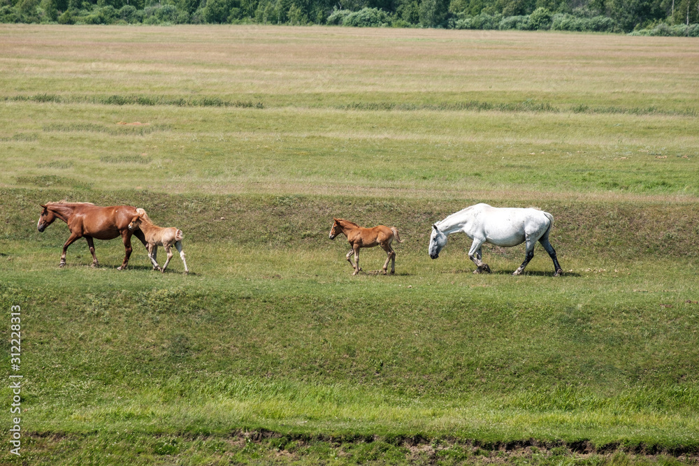 two adult horses are walking across a meadow with foals