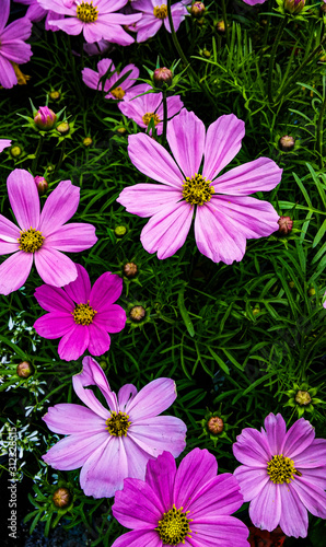 Pink Cosmos