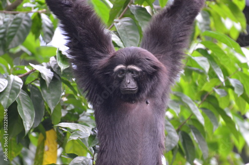 Obraz na plátně Weißbrauengibbon