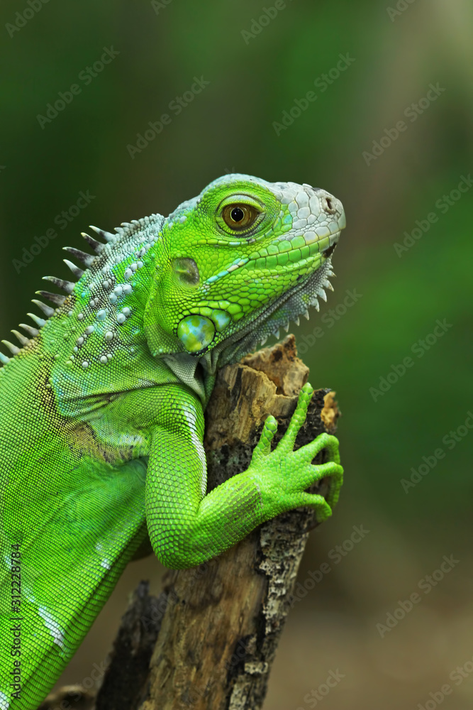 Green iguana on branch, animal closeup