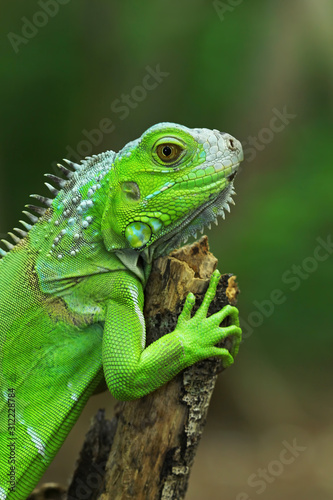 Green iguana on branch  animal closeup