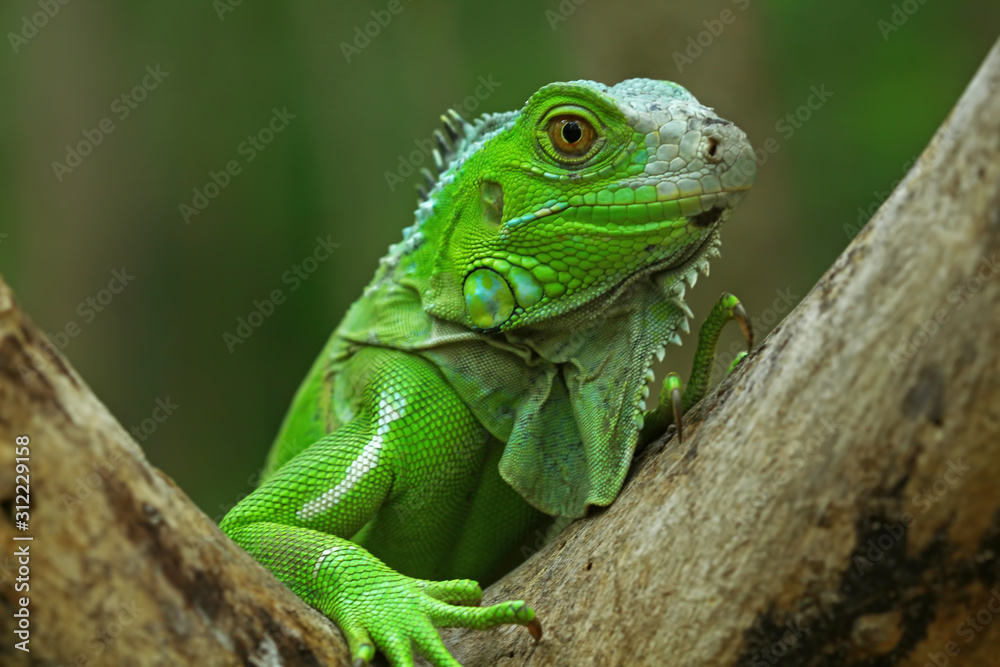 Green iguana on branch, animal closeup Green iguana on branch, animal closeup