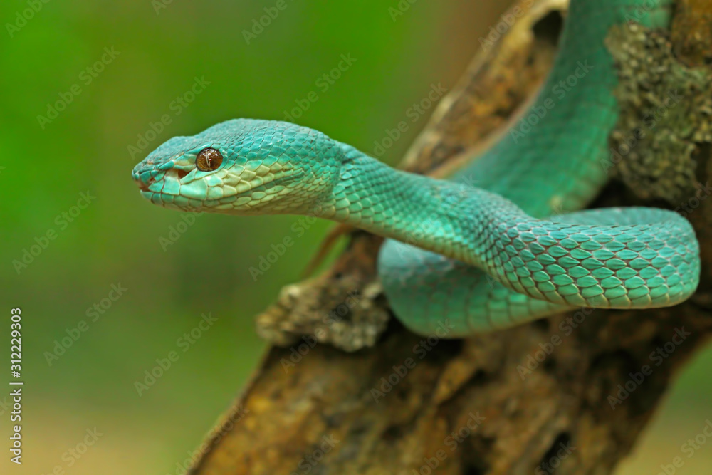 Fototapeta premium White Lipped Pit Viper (Trimeresurus insularis), Venomous Snake, Venom, Viper Snake, Blue Viper Snake