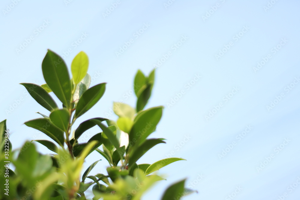 Beautiful Green nature leaves with sun light and blue sky background. Green leaf background