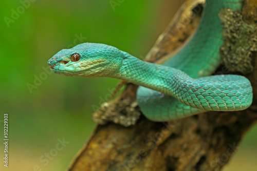 White Lipped Pit Viper (Trimeresurus insularis), Venomous Snake, Venom, Viper Snake, Blue Viper Snake