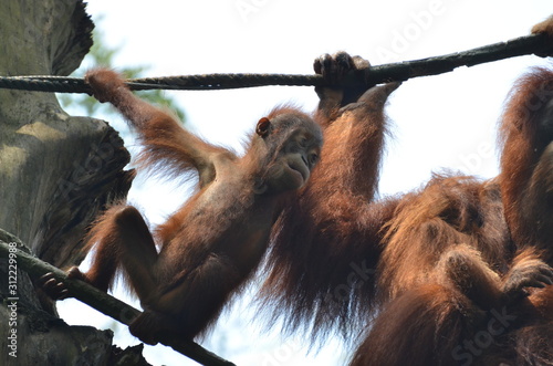 Orang-Utan photo