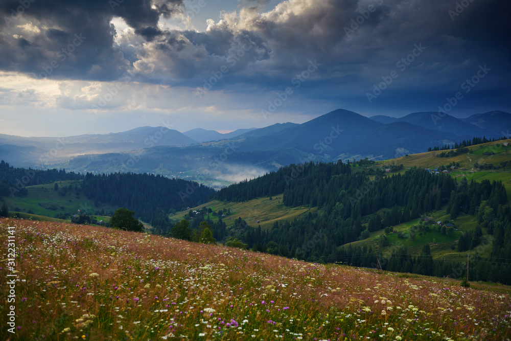 Obraz premium Sunset in carpathian mountains - beautiful summer landscape, spruces on hills, dark cloudy sky and bright sun light, meadow and wildflowers