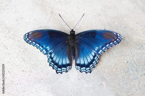 Butterfly 2019-145   Red-spotted Purple Admiral  Limenitis arthemis 