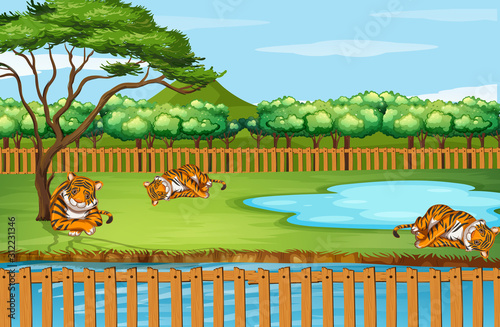 Scene with tigers at the zoo