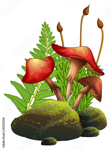 Mushrooms and ferns on white background