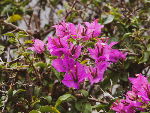 Great bougainvillea or paper flower beautiful ornamental shrub with red-purple and pink bracts or flowers (Bougainvillea spectabilis)