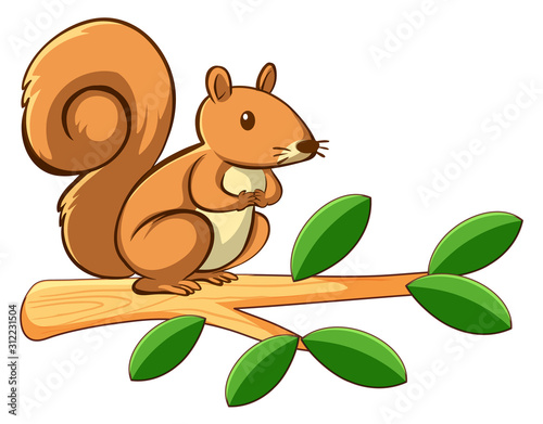 Cute squirrel on white background