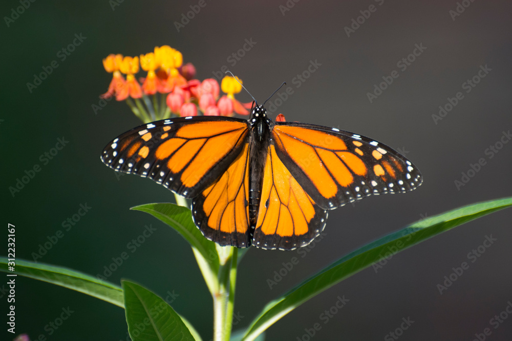 Fototapeta premium Butterfly 2019-148 / Monarch butterfly (Danaus plexippus) On Milkweed