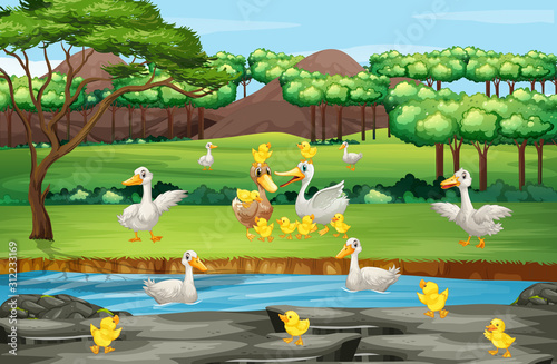 Scene with ducks and chicks in the field