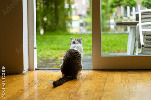 Grey and white cat sitting at home, looking towards the outside garden through a glass door. View from behind.