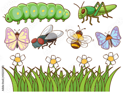 Isolated picture of different insects