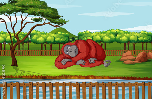 Scene with gorilla in the zoo