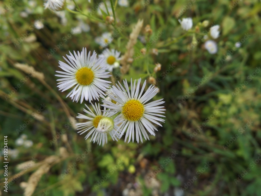 fiore fiore