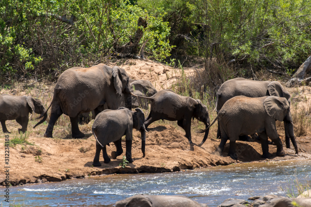 Fototapeta premium Eléphant d'Afrique, loxodonta africana, African elephant, Parc national Kruger, Afrique du Sud
