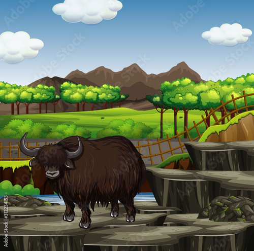Scene with wild buffalo in the zoo