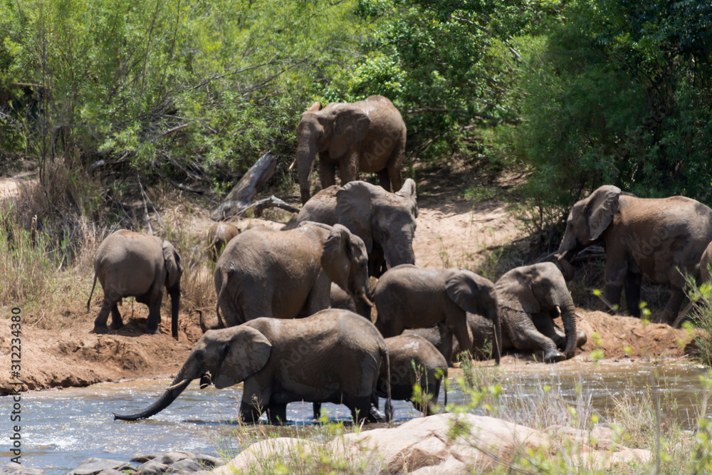 Eléphant d'Afrique, loxodonta africana, African elephant, Parc national Kruger, Afrique du Sud Eléphant d'Afrique, loxodonta africana, African elephant, Parc national Kruger, Afrique du Sud